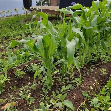 Campo de lujo Glamping Pods - Nature Retreat *