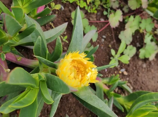 Glamping Pods - Nature Retreat Calheta