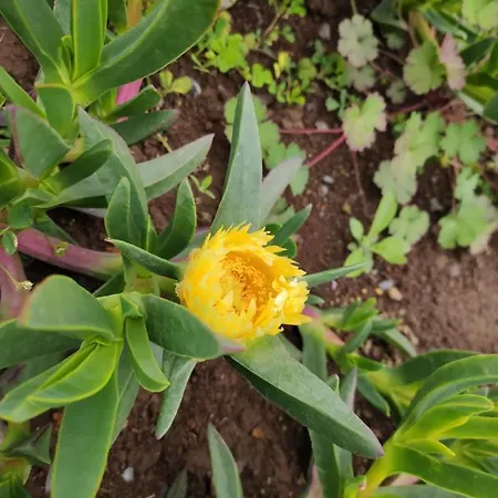 Glamping Pods - Nature Retreat Calheta (Madeira)